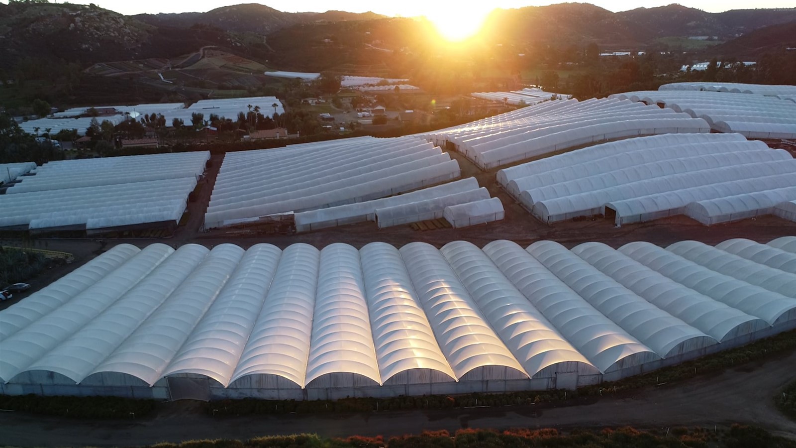 Altman-Home-VideoPoster Altman-Home-VideoPoster