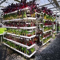 হাইড্রোপনিক গ্লাস গ্রিনহাউস