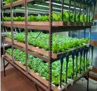 আইওটি ইন গ্রিনহাউস এগ্রিকালচার/ইন্টারনেট অফ থিংস/বুদ্ধিমান কন্ট্রোলার/ওয়্যারলেস আইওটি সিস্টেম/কার্গো ট্র্যাকিং সিস্টেম