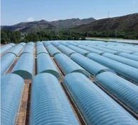 এনভায়রনমেন্টাল কন্ট্রোল সেন্সর সহ সম্পূর্ণ অটোমেশন সহ কৃষির জন্য প্লাস্টিক ফিল্ম গ্রিনহাউস